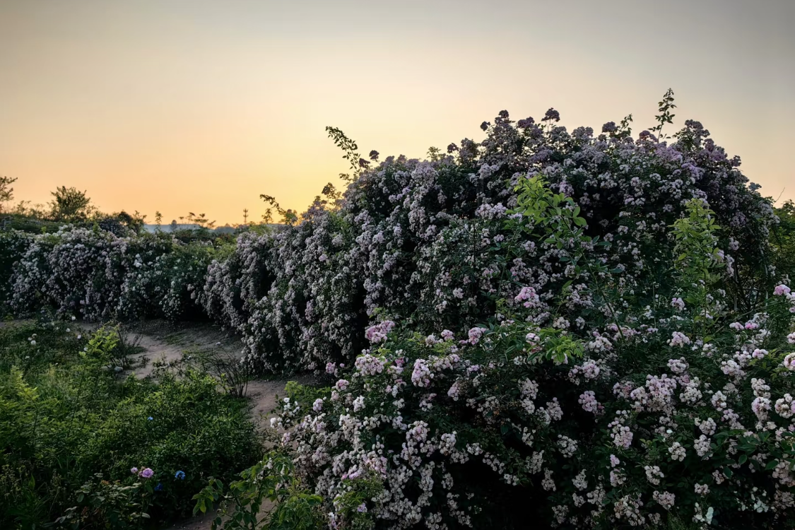 Luosha Rose Garden
